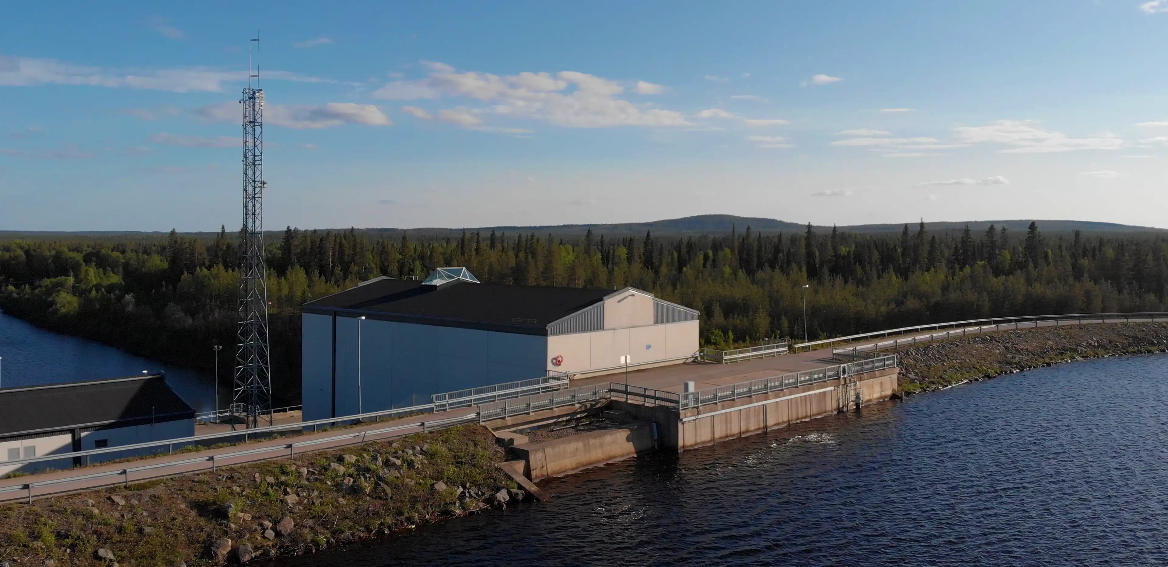 Kurkiaska plant